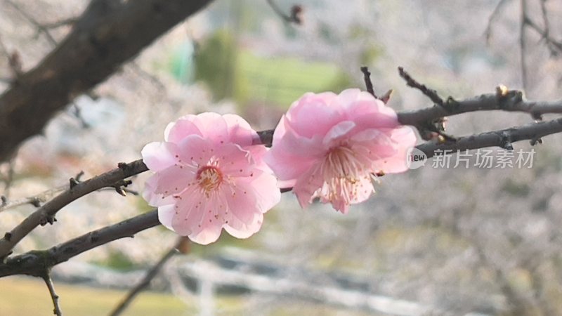 春天在枝头盛开的花