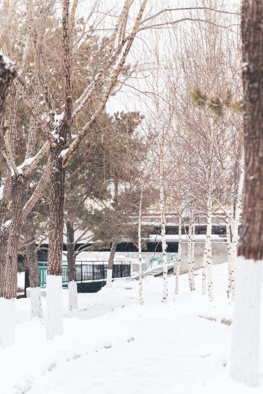 冬天雪后的公园小路