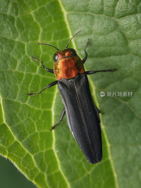 中华窄吉丁甲虫微距特写