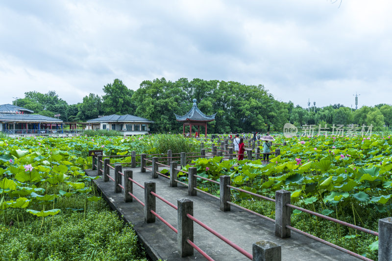 武汉东湖磨山景区盆景园