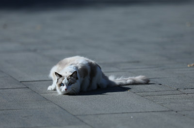 猫趴在人行道上的特写镜头