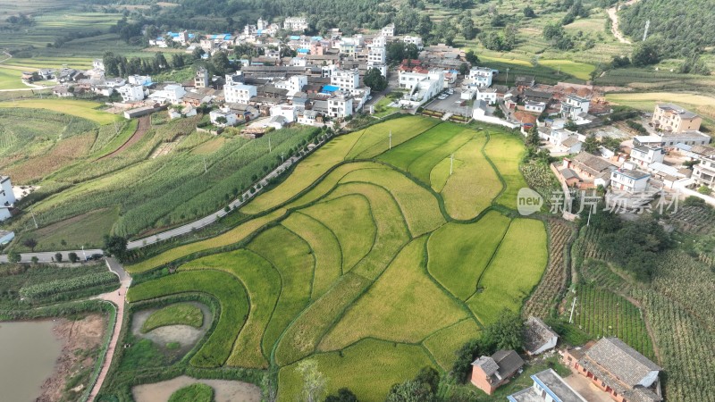 稻谷飘香的田野