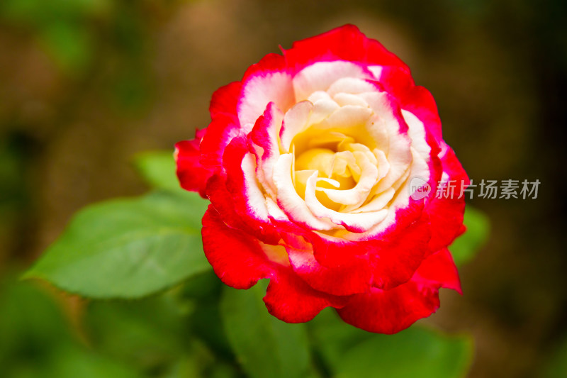 特写三色月季花