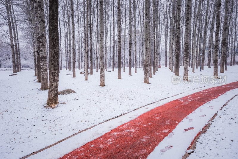 下雪了城市公园自然风景