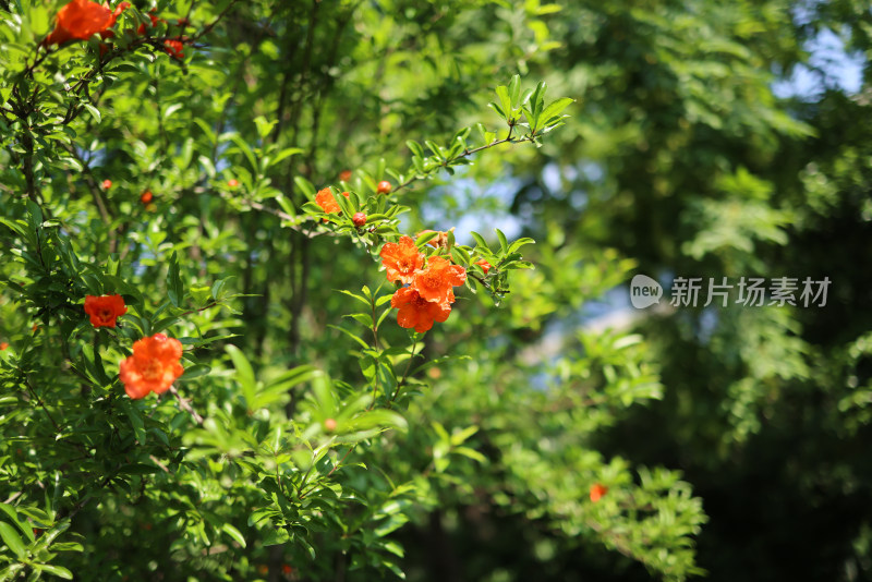 石榴科石榴花