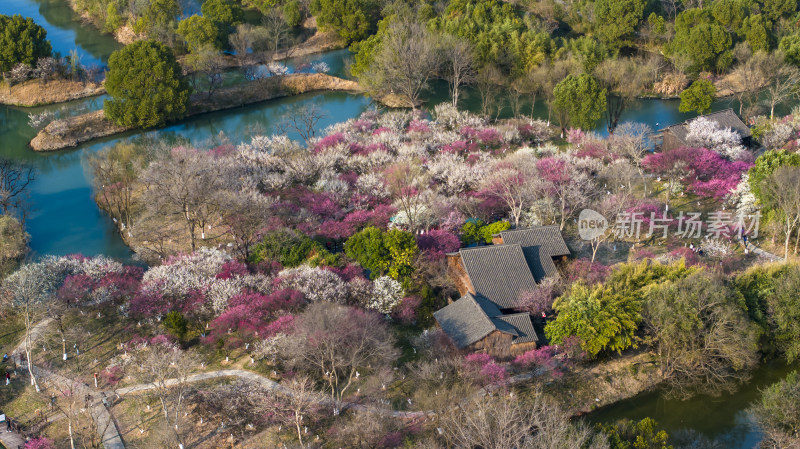 杭州西溪湿地探梅节梅花