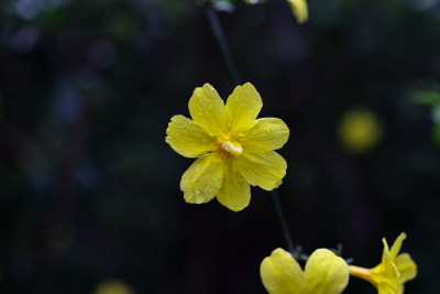 迎春花 春天 小黄花