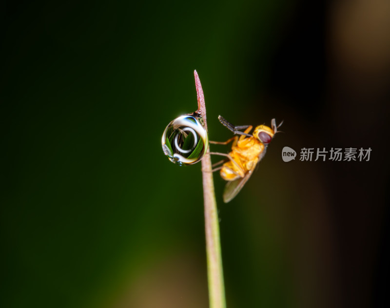 昆虫停留在带水珠植物上的微距画面