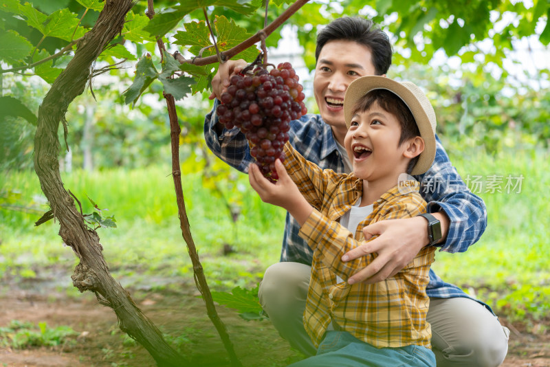 快乐的父子在果园采摘葡萄