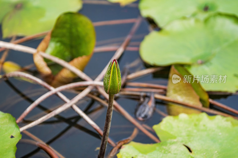 池塘里荷花花苞特写