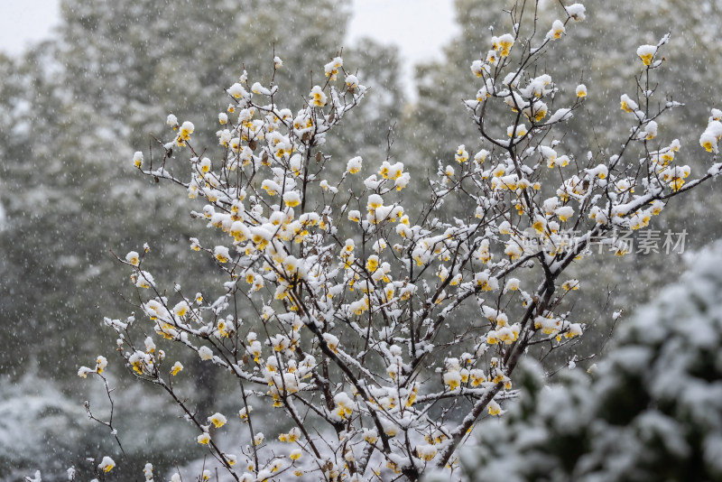 春天公园大雪中的腊梅花