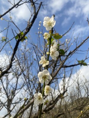 广州萝岗香雪公园梅花盛开