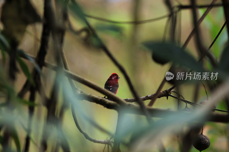 冬天树枝上的小鸟，鸟类动物