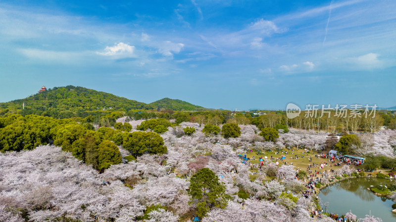 湖北武汉东湖樱花园与磨山