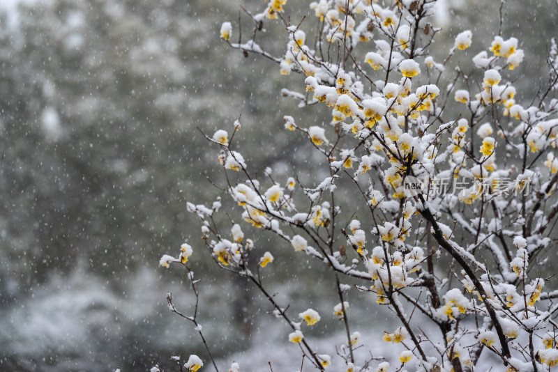 春天公园大雪中的腊梅花