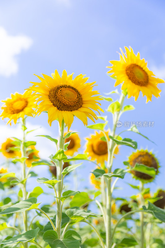 海南三亚随风摇曳的向日葵花田蜜蜂采蜜