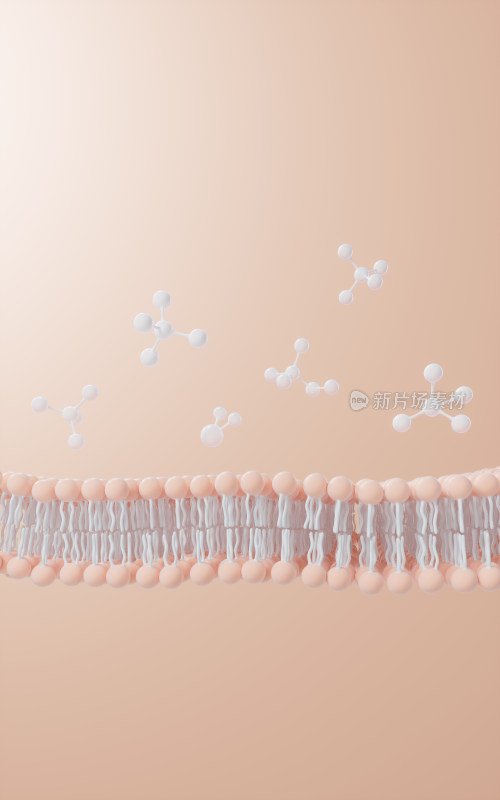 磷脂双分子层细胞膜3D渲染