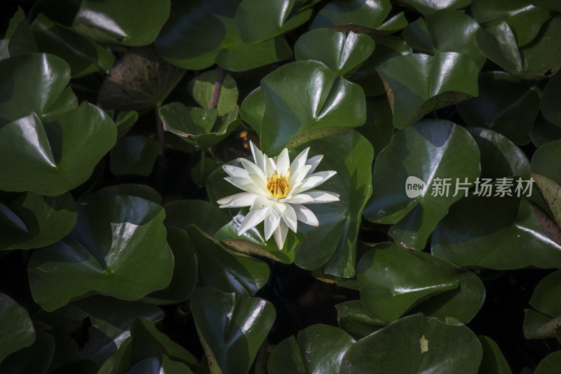 夏季公园荷塘荷叶丛中荷花特写