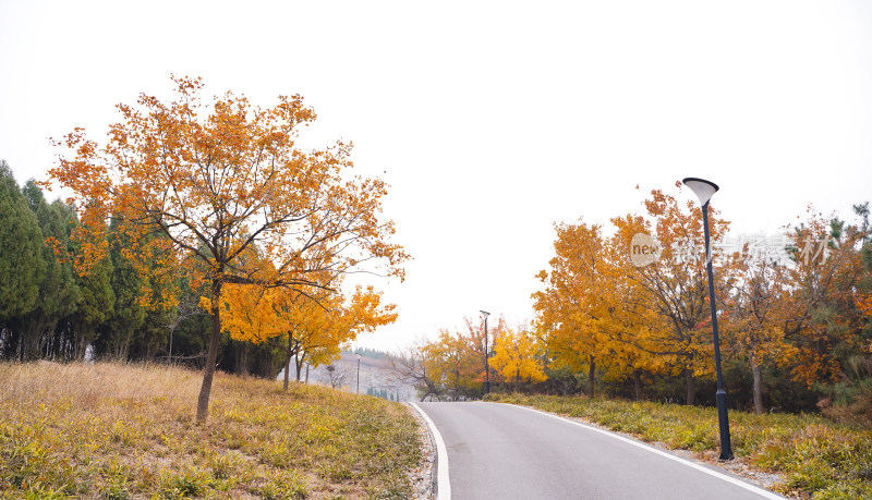 枫树大路