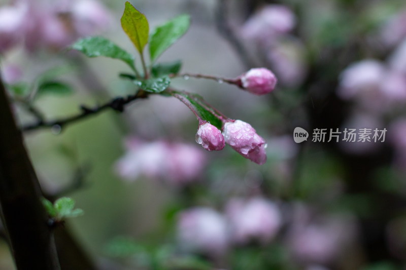 雨中的粉色海棠花素材