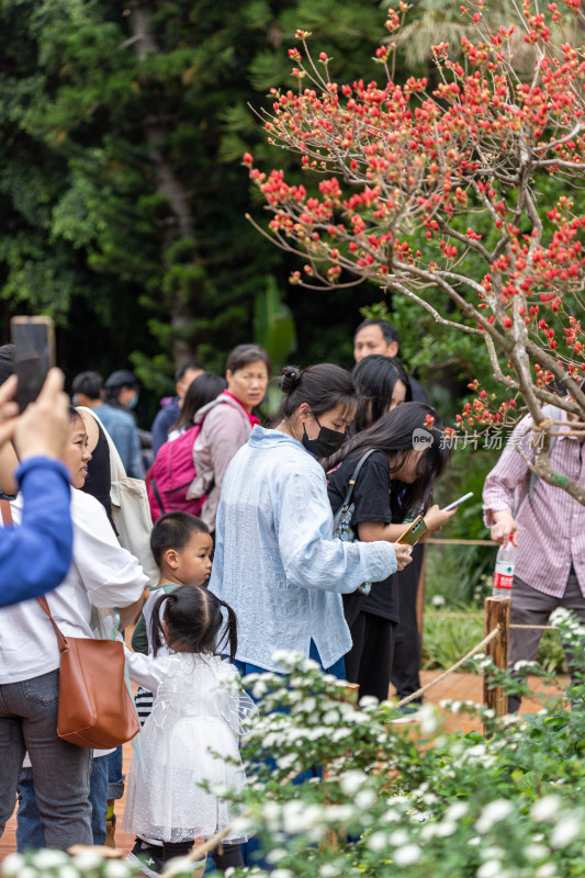 深圳仙湖植物园花展