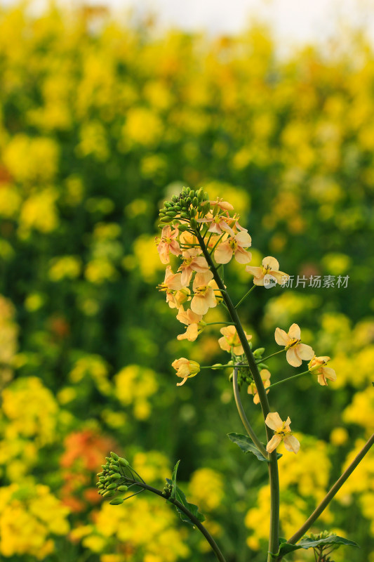 彩色的油菜花