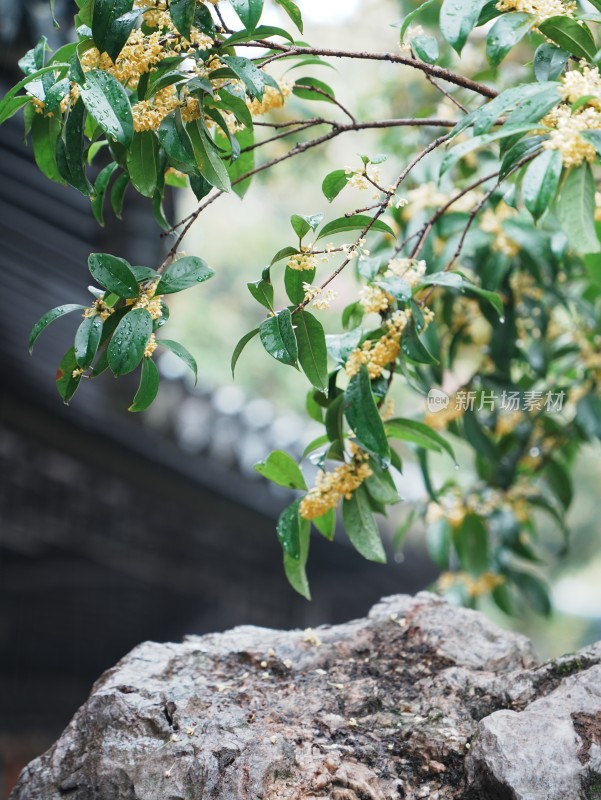 中式园林中的假山奇石与桂花