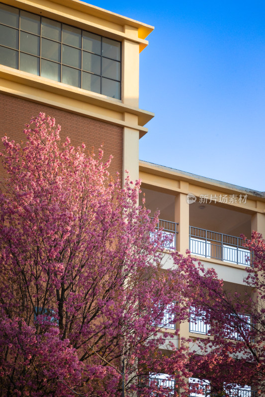 云南大学校园建筑景观春日里盛开的樱花