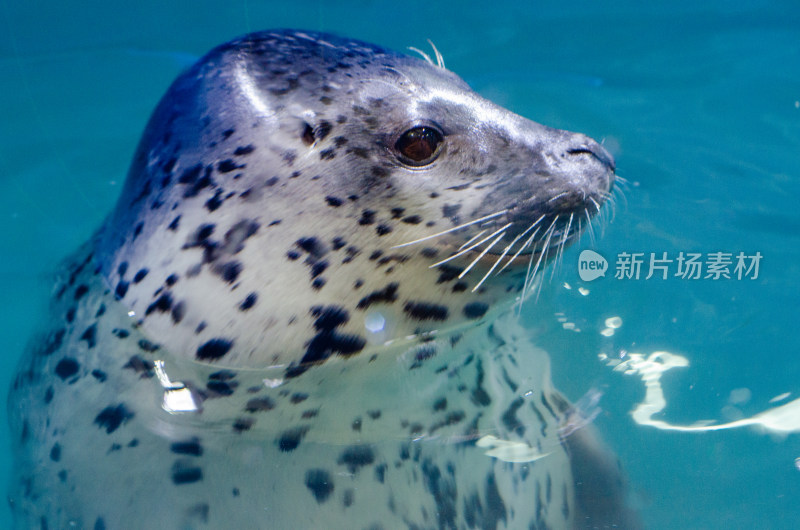 一只斑海豹出水侧面特写