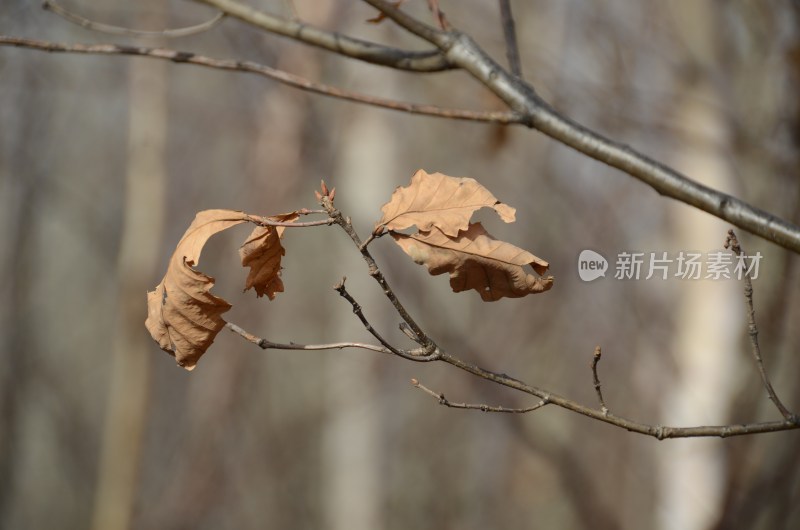 深秋枯叶