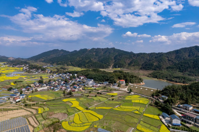 农业种植农田油菜花航拍图