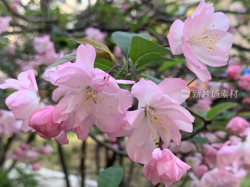春天盛开的海棠花 粉色系