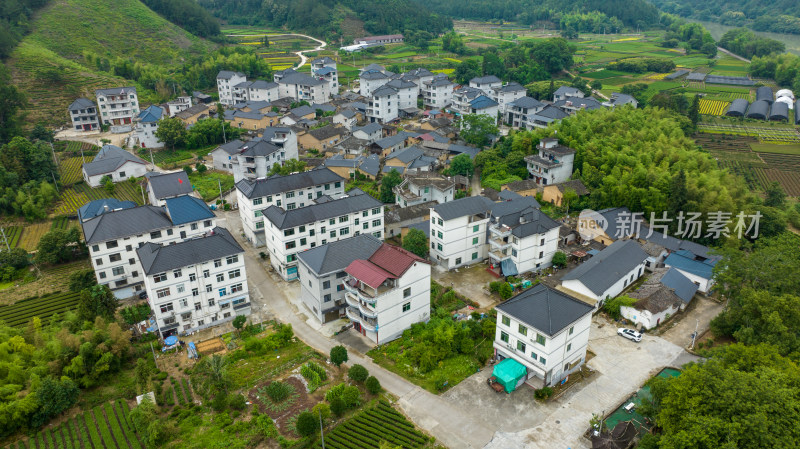 浙江丽水松阳县吕潭村茶叶种植为产业