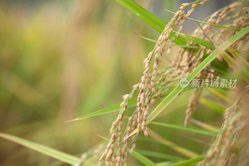 即将丰收的季节里田里饱满的水稻