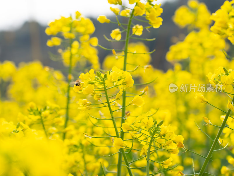 金黄的油菜花