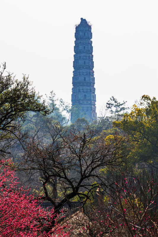 国清寺隋塔与梅花景观