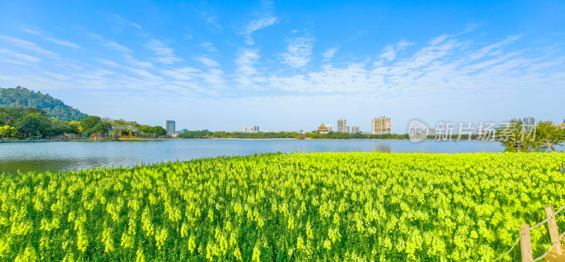 佛山市顺峰山公园盛开的金鱼草花海