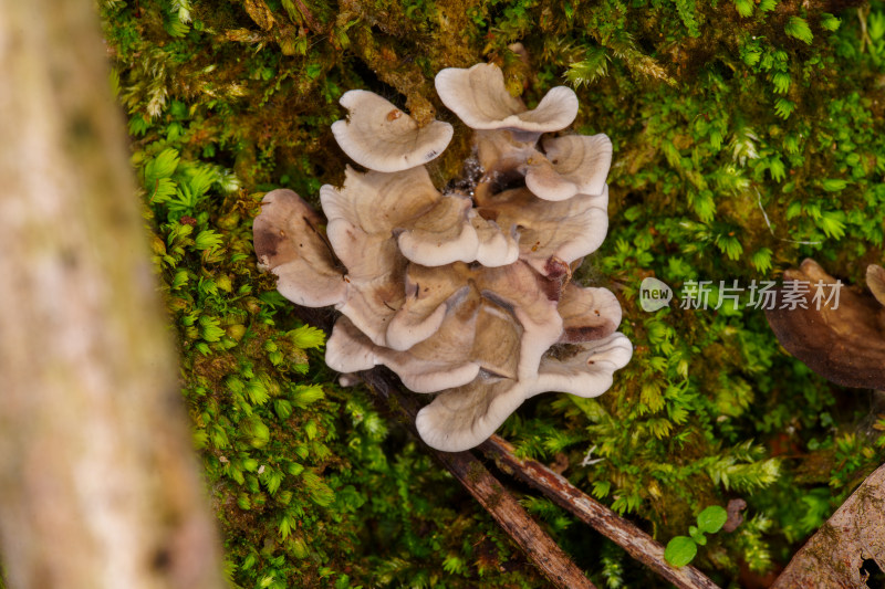 生长在苔藓上的野生菌菇近景特写