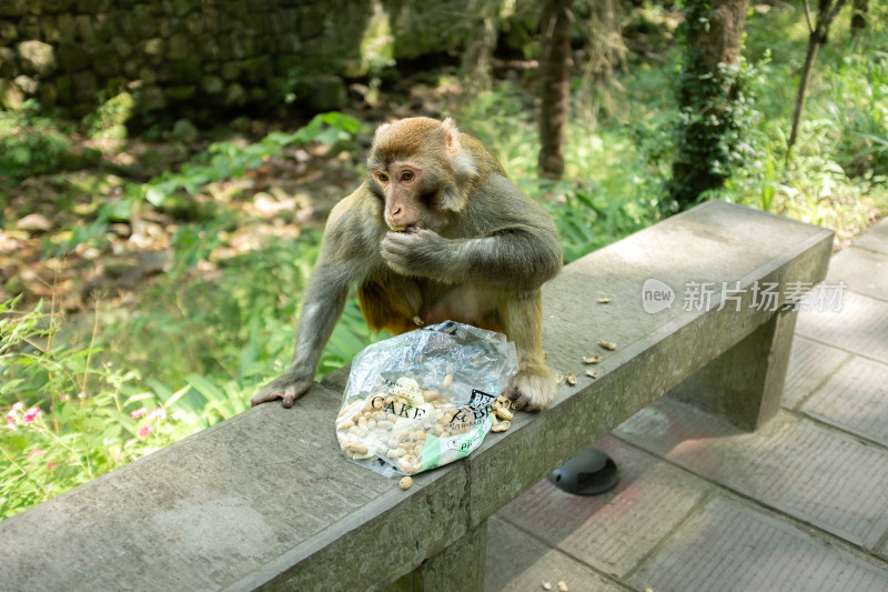 湖南张家界 野生猴子在吃游客给的花生