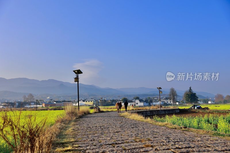 乡村小路行人与牛的田园风光