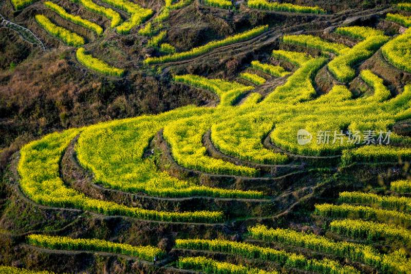 重庆酉阳：三月花海千氹田