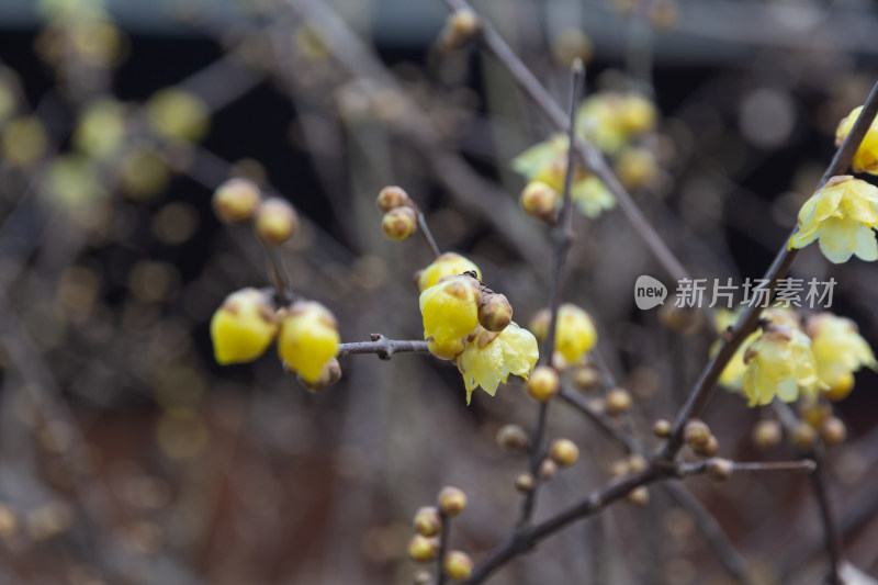 腊梅花枝特写展现初春生机