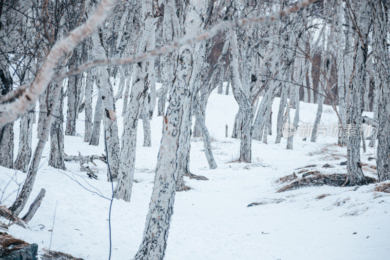 冬季雪地上生长着的树木