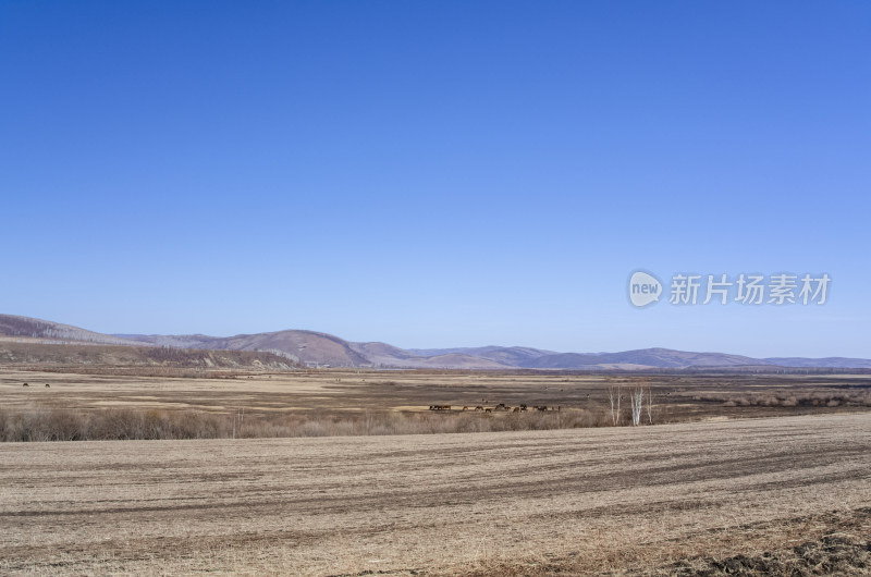 内蒙古呼伦贝尔临江屯草原牧场秋景