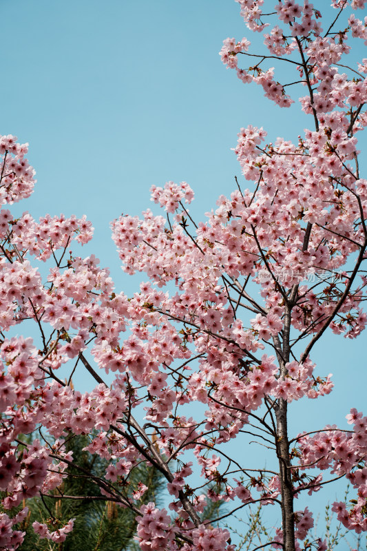 北京玉渊潭公园樱花节樱花