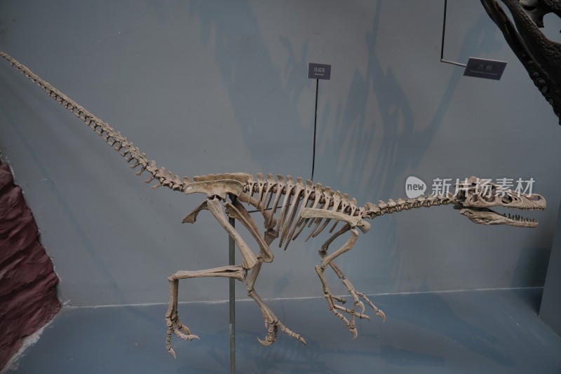迅猛龙恐龙化石标本