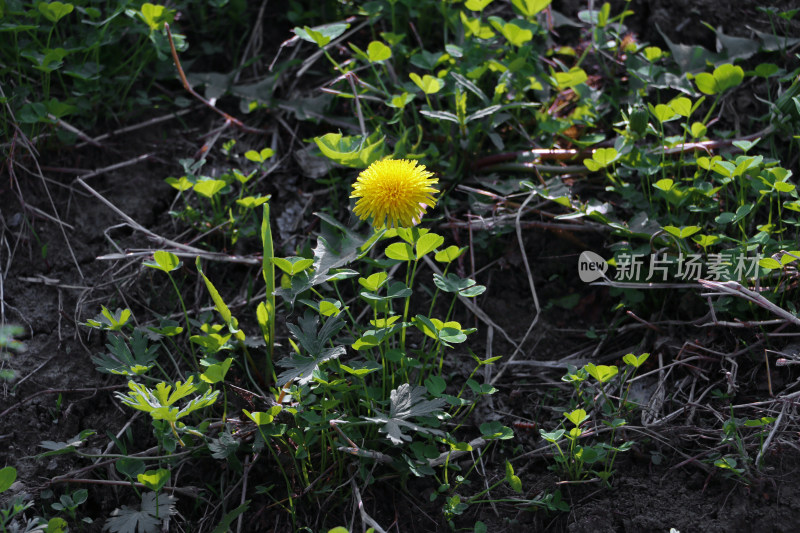 一朵小黄花