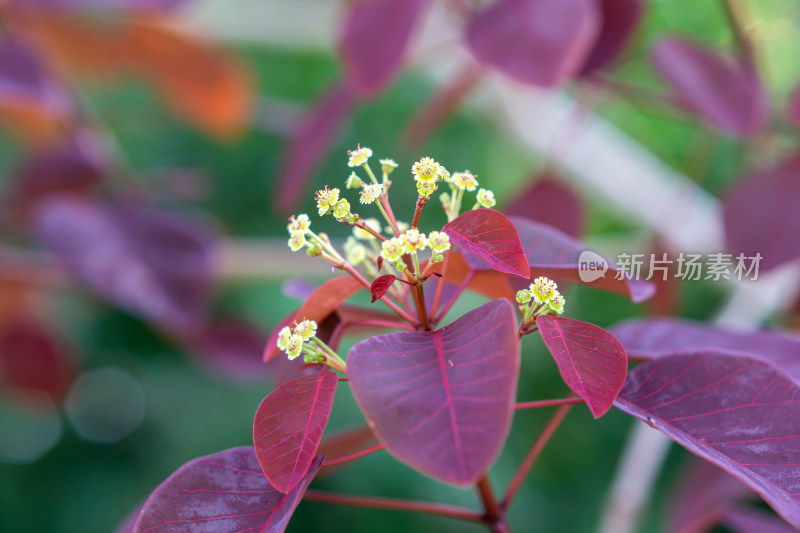 紫锦木深紫色的叶片与嫩黄小花