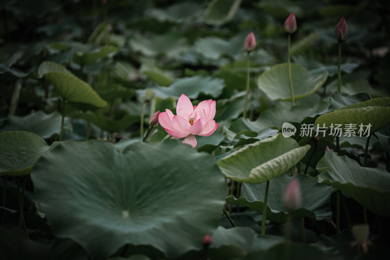 雨后荷花