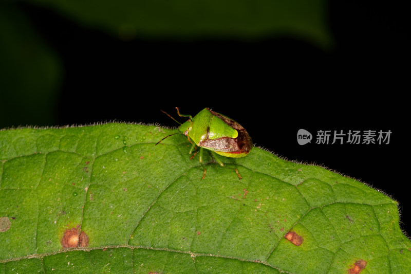 绿色蝽虫于绿叶上的近景特写